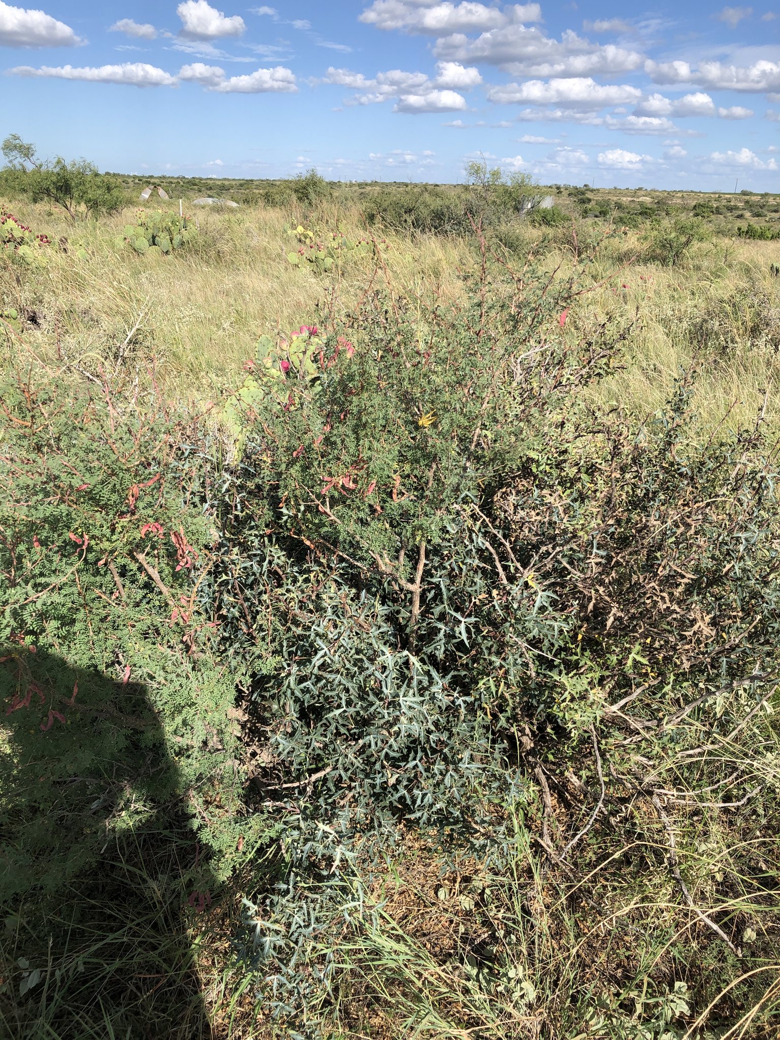 Mimosa aculeaticarpa